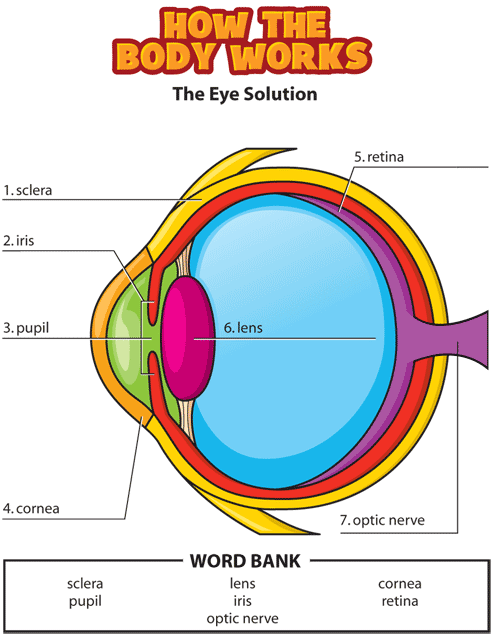 eye activity solution gif. This page was designed to be printed. We are working on creating an accessible version.