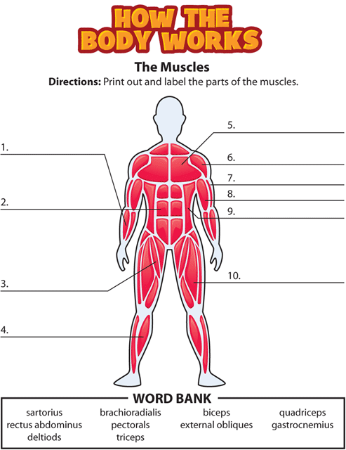 HTBW muscles gif. This page was designed to be printed. We are working on creating an accessible version.