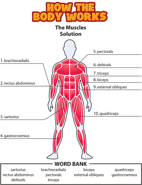 HTBW muscles solution gif. This page was designed to be printed. We are working on creating an accessible version.