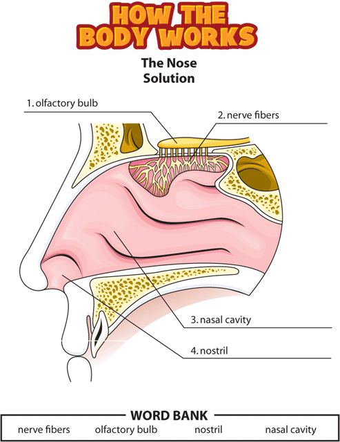 HTBW nose solutions GIF. This page was designed to be printed. We are working on creating an accessible version.