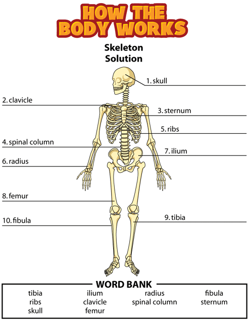 skeletal activity solution gif. This page was designed to be printed. We are working on creating an accessible version.