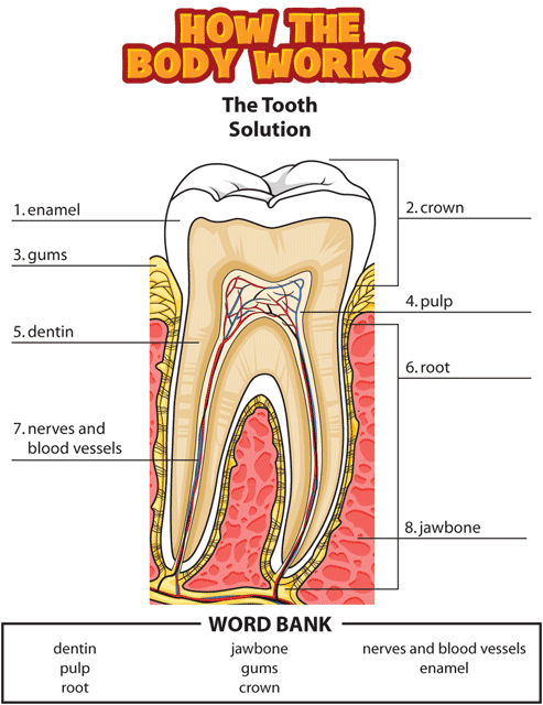 HTBW tooth solutions GIF. This page was designed to be printed. We are working on creating an accessible version.
