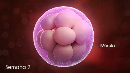 PregCal-Week02-Morula-esSS