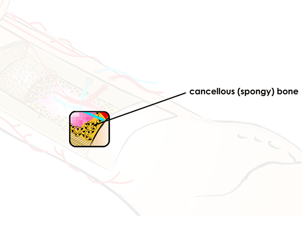 Cancellous (spongy) bone is a type of bone is located inside the compact bone. It looks like a sponge, with bone marrow filling its spaces.