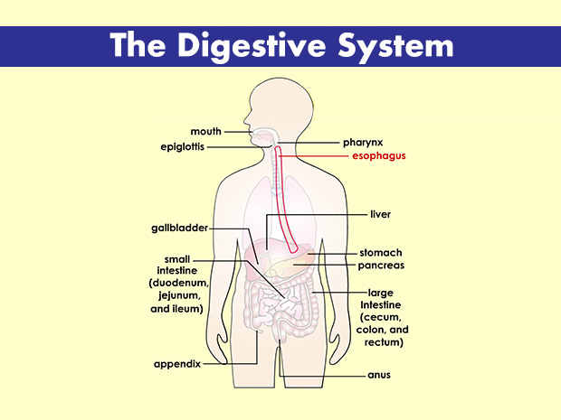 The esophagus is a soft, muscular tube that moves food from the pharynx to the stomach.