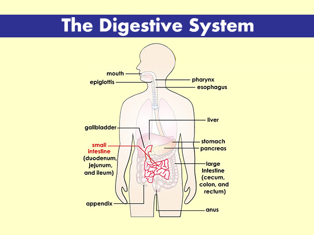 The small intestine is called small because of its width, not its length. It's actually much longer than the large intestine. The small and large intestines form one continuous tube.