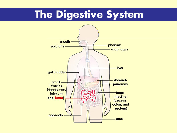 The ileum is the third and final section of the small intestine. It's also the longest, measuring 16 to 20 feet (5 to 6 meters) long.