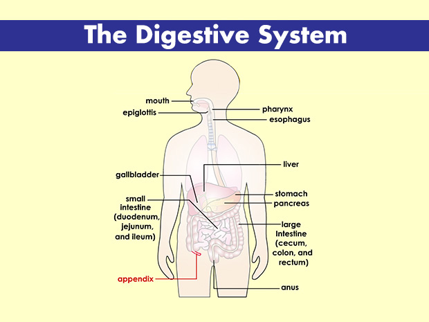 The appendix is attached to the cecum. If it becomes inflamed, this is called appendicitis.