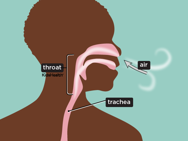 respiratorySystem_enSS