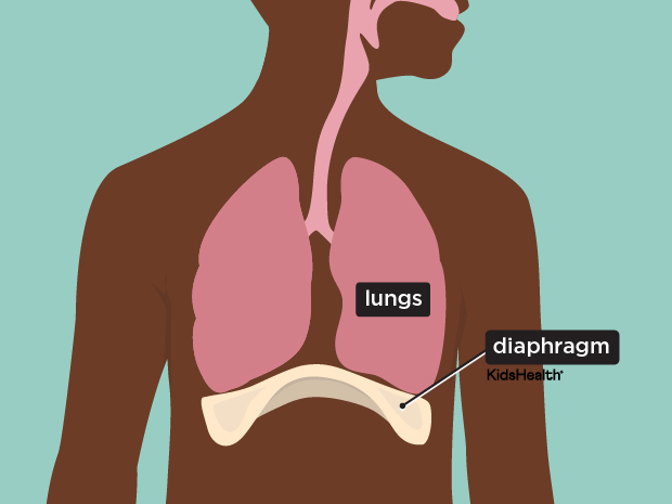 respiratorySystem_enSS