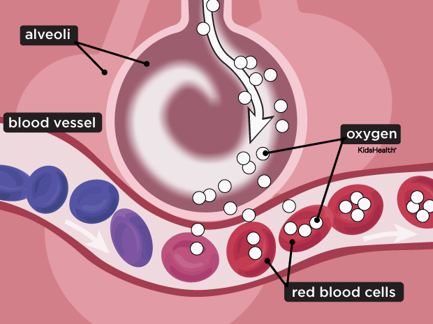 respiratorySystem_enSS