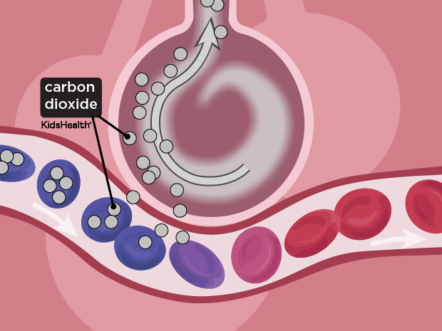 respiratorySystem_enSS