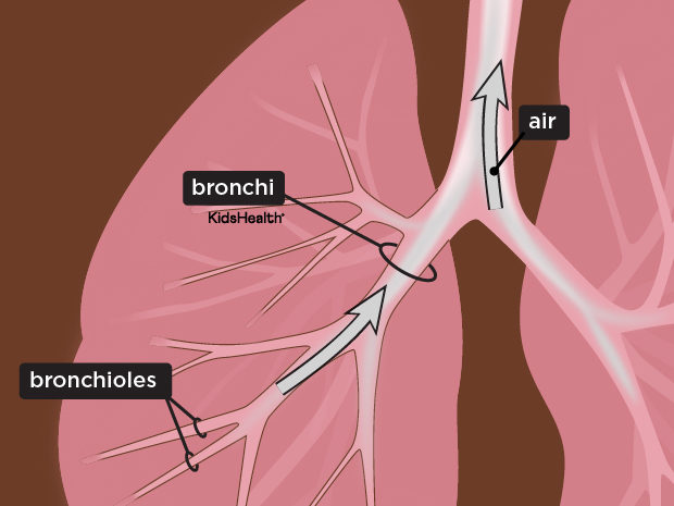 respiratorySystem_enSS