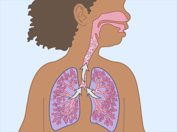 From the alveoli, air moves out of the lungs through the bronchioles and bronchi.