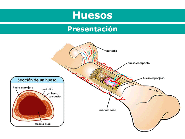 Los huesos le dan a nuestro organismo la forma y el soporte, además de proteger nuestros órganos y sistemas.