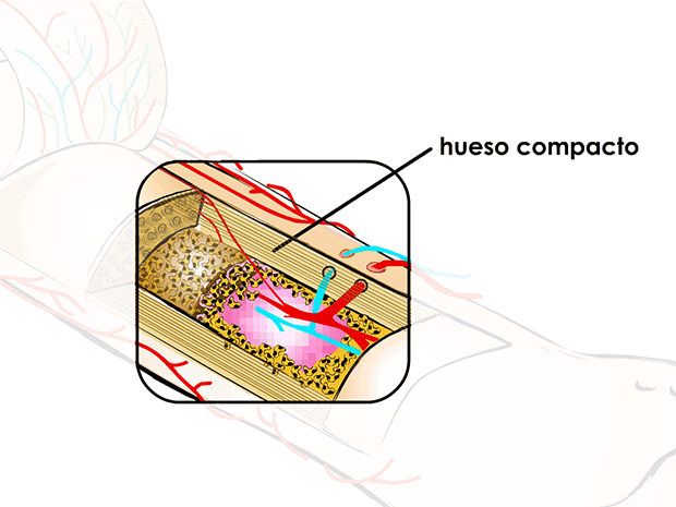 Hueso compacto (duro)

Este tipo de hueso es fuerte, sólido y de color blanquecino. Es el que forma la parte exterior y dura de los huesos.