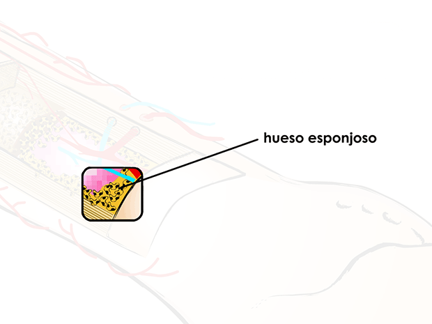 Hueso canceloso

Este tipo de hueso está ubicado en el interior del hueso compacto. Se asemeja a una esponja y sus orificios están llenos de médula.