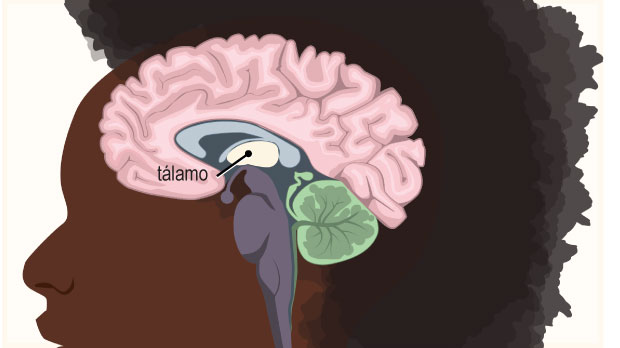 Thalamus (Spanish)