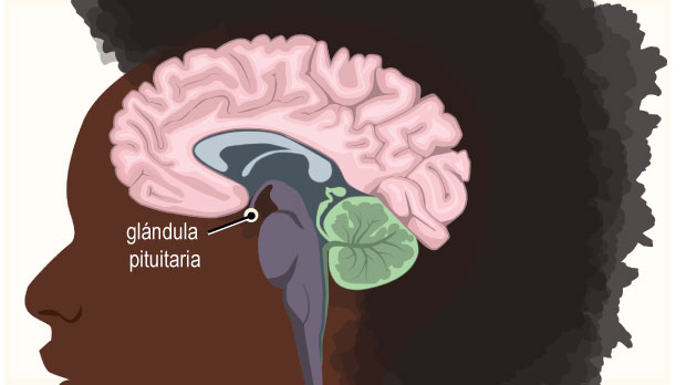 Pituitary Gland (Spanish)