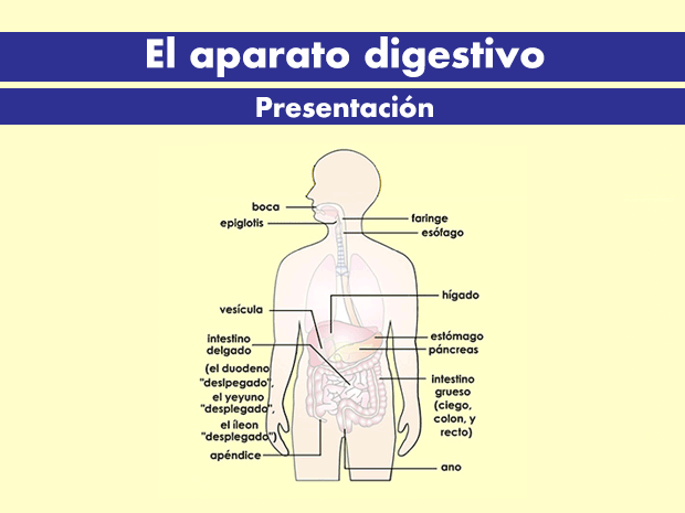 El aparato digestivo está formado por las partes del cuerpo que trabajan juntas para convertir los alimentos y los líquidos en los componentes y el combustible necesarios para el cuerpo.  Haz clic para recorrer esta presentación y obtener más información acerca del aparato digestivo.