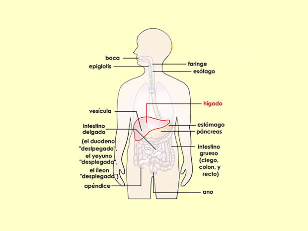 El hígado es el órgano interno más grande del cuerpo. Cumple muchas tareas, como las de almacenar energía y ayudar al cuerpo a deshacerse de la toxinas.