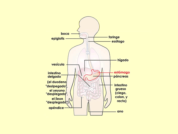 El estómago tiene un revestimiento interno resistente, capaz de soportar el ambiente altamente ácido que se necesita para descomponer los alimentos.