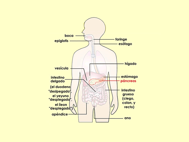 El páncreas fabrica hormonas (como la insulina) para regular el nivel de glucosa en la sangre. También crea enzimas que descomponen los alimentos en los intestinos.