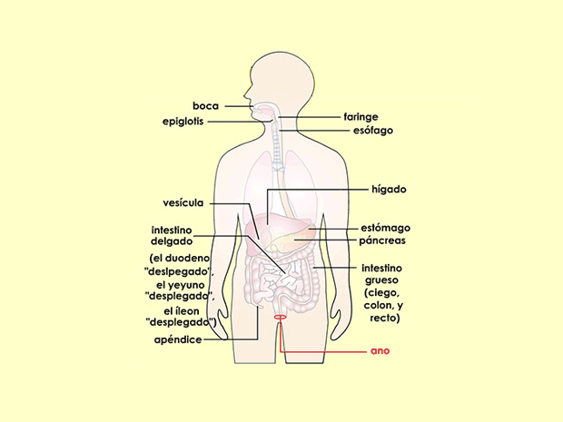 El ano es el punto de salida del tubo digestivo y es el lugar por donde se elimina la caca.