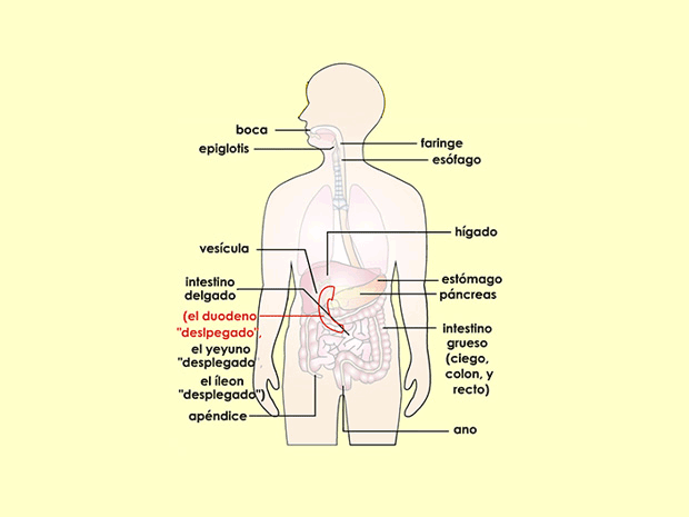 La palabra latina “duodeni” significa “12 cada uno". El duodeno es la primera parte del intestino delgado y se creía que su ancho era de aproximadamente doce dedos.