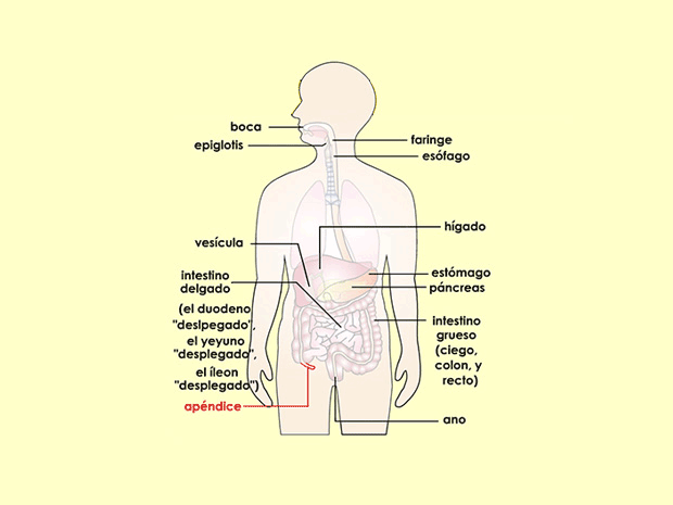 El apéndice está unido al ciego. La inflamación del apéndice se denomina “apendicitis".