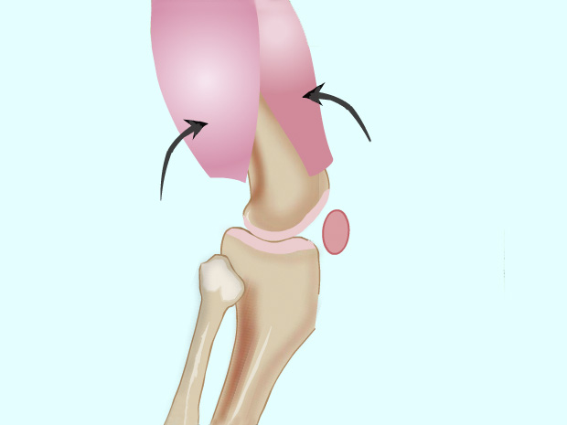 Los músculos tiran de los huesos para que podamos flexionar, estirar y mantener firmes las articulaciones. Los músculos pueden tirar de los huesos pero no pueden regresarlos a su posición original. Por eso, los músculos trabajan de a pares: flexores y extensores. El músculo extensor se relaja y se estira cuando el músculo flexor se contrae para flexionar la articulación. El flexor se relaja y el extensor se contrae para estirar (o elongar) la extremidad de la misma articulación. Es el cerebro el que les indica a los músculos que se contraigan o se relajen.