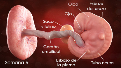 ¡El corazón de su bebé está latiendo! Están apareciendo los pequeños esbozos que se convertirán en los brazos y las piernas. Además, en esta semana se forman los sistemas digestivo y respiratorio.