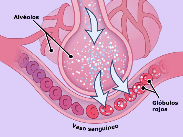 El oxígeno entra en la sangre a través de vasos sanguíneos muy pequeños que se encuentran alrededor de los alvéolos. Los glóbulos rojos recogen el oxígeno y lo transportan a todas las células del cuerpo.