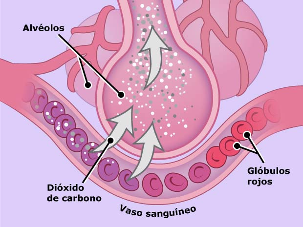 Cuando exhalamos, ocurre lo mismo pero al revés. Esta es la manera en la que el cuerpo elimina el dióxido de carbono.  La sangre recoge dióxido de carbono de todo el cuerpo y lo lleva de regreso al aire en los alvéolos.