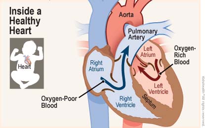 Two diagrams show the position of the heart in the body and a close-up, cross section of a healthy heart. Oxygen-rich blood flows from the left atrium into the left ventricle then on to the aorta, while oxygen-poor blood flows from right atrium into the right ventricle and through a valve into the pulmonary artery. 